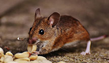 hospital-and-healthcare-facility-pest-management Experts in Oxbow